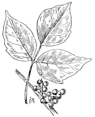 326x400 drawn ivy ivy leaf - Ivy Leaf Drawing