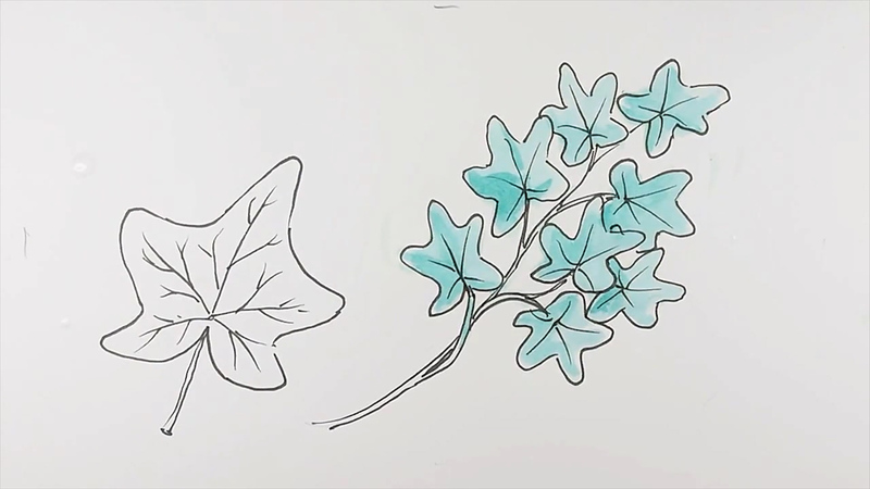 800x450 How To Draw Ivy Leaves - Ivy Leaf Drawing