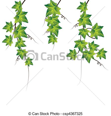 450x470 Huge Collection Of 'ivy Leaf Drawing' Download More Than - Ivy Leaf Drawing