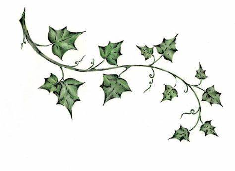 474x346 Ivy Leaf Drawing Gtgt - Ivy Leaf Drawing