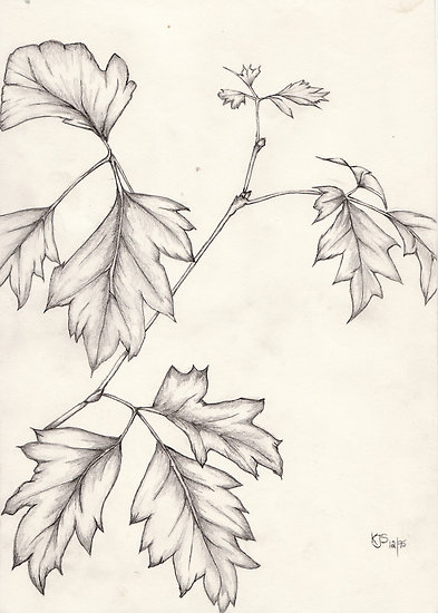 Ivy Leaf Drawing at PaintingValley.com | Explore collection of Ivy Leaf ...