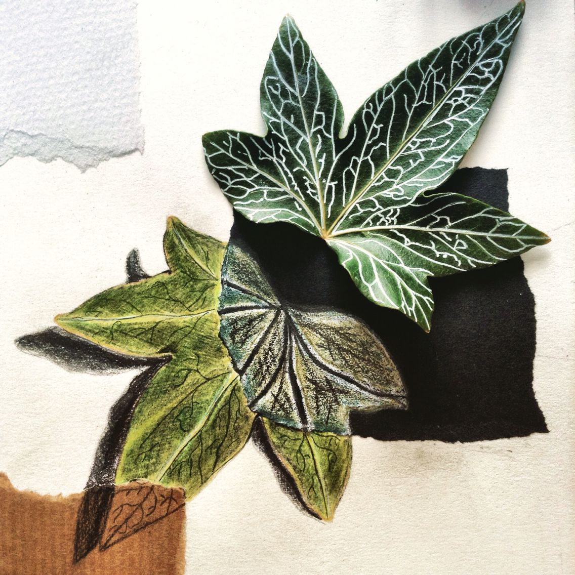 1136x1136 ivy leaf drawings wedding invitation leaf drawing, ivy leaf - Ivy Leaf Drawing