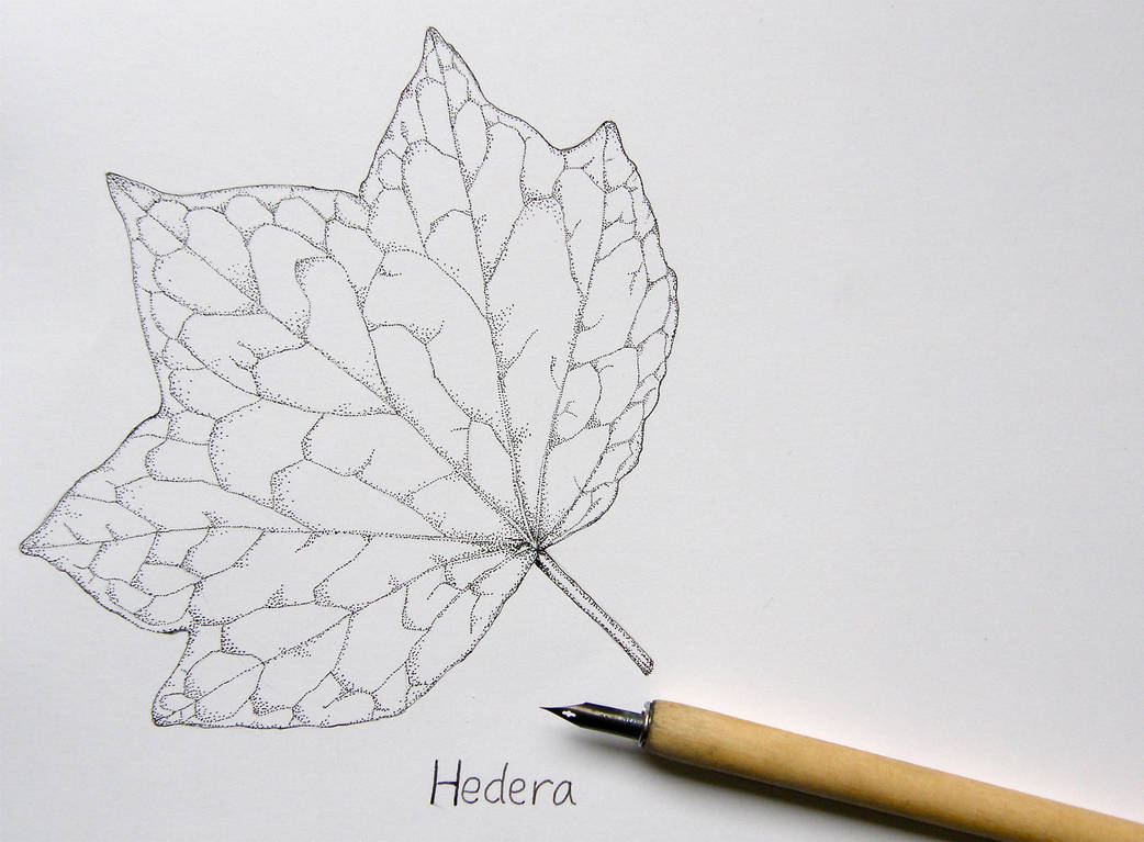 1042x767 Time Consuming Ivy Leaf - Ivy Leaf Drawing