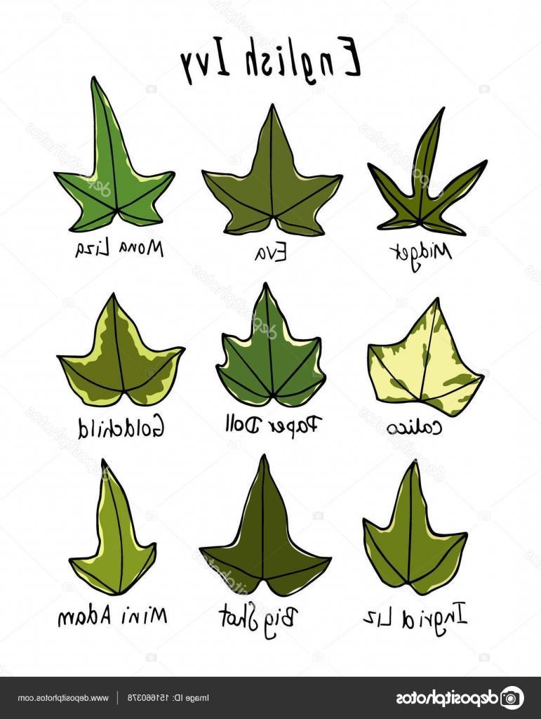 771x1024 Ivy Leaf Clip Art - Ivy Leaf Drawing