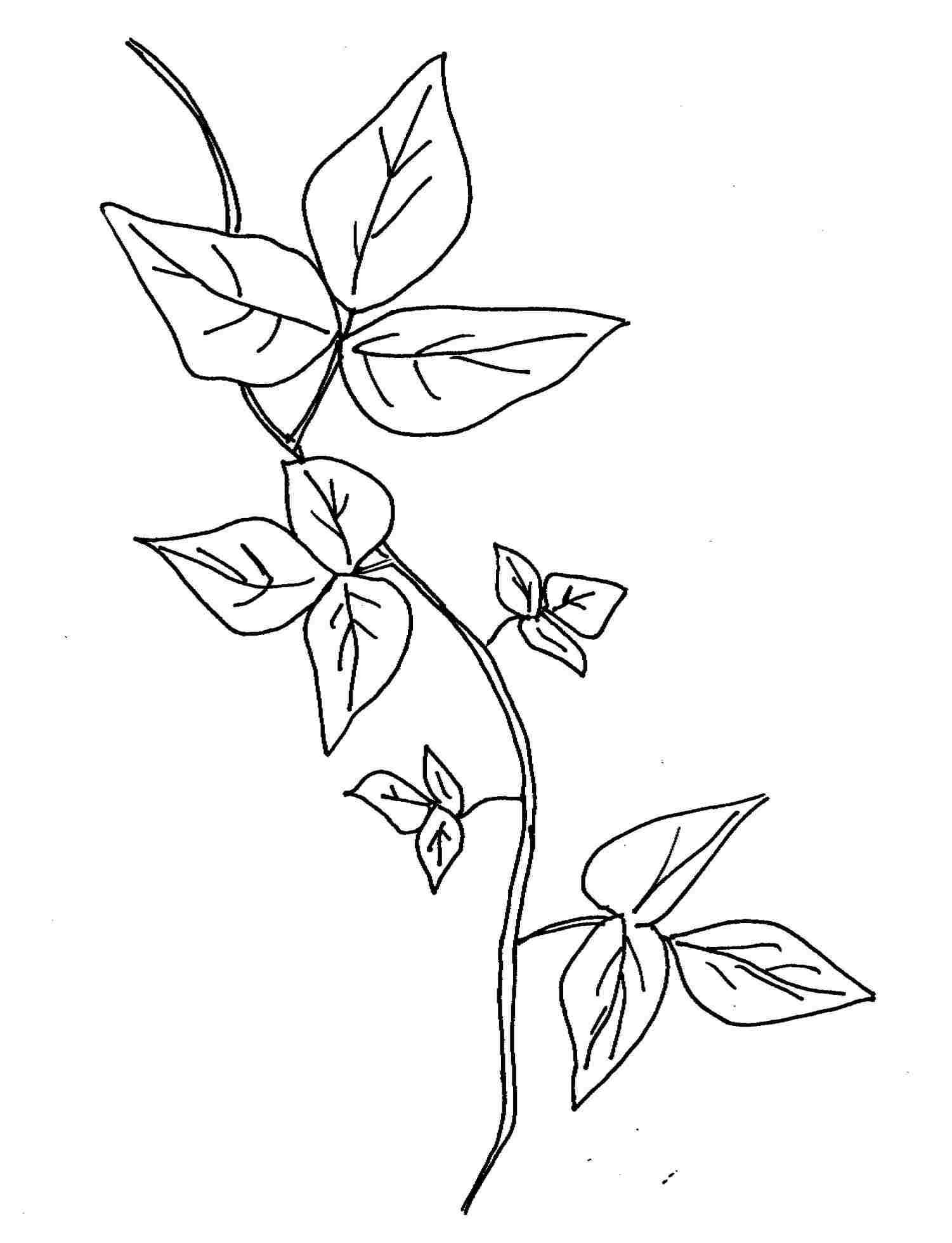 1501x1958 Tattoo Cute Ivy Leaf Drawing Google Search Tattoos - Ivy Leaf Drawing