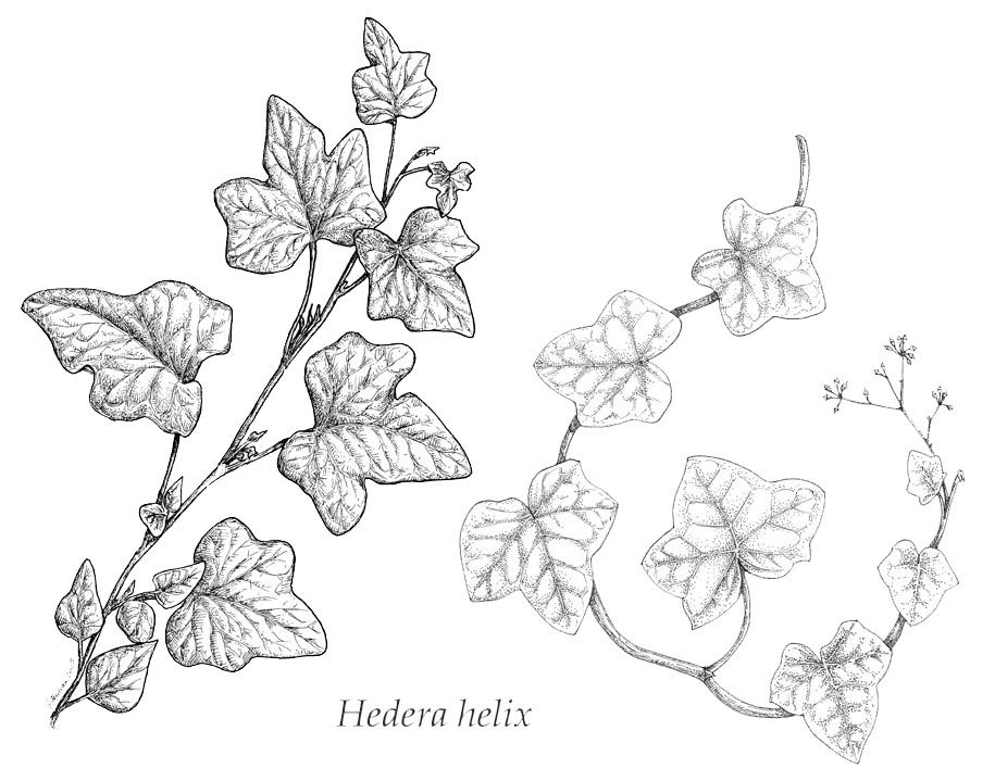 915x719 Vine With Maple Like Leaves Drawing - Ivy Leaf Drawing