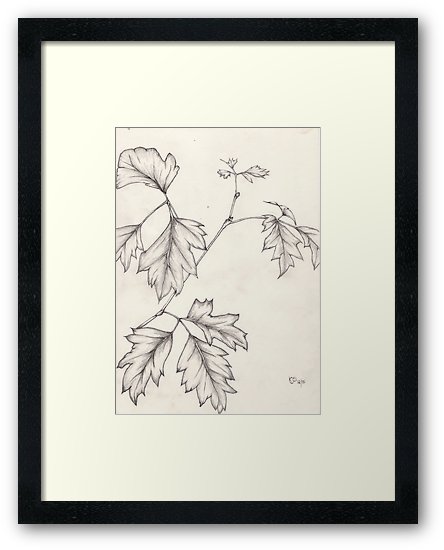 Ivy Leaf Drawing at PaintingValley.com | Explore collection of Ivy Leaf ...