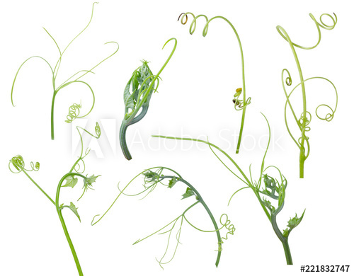 500x390 Green Ivy Plant Isolated On Gray Background, Clipping Path - Ivy Plant Drawing