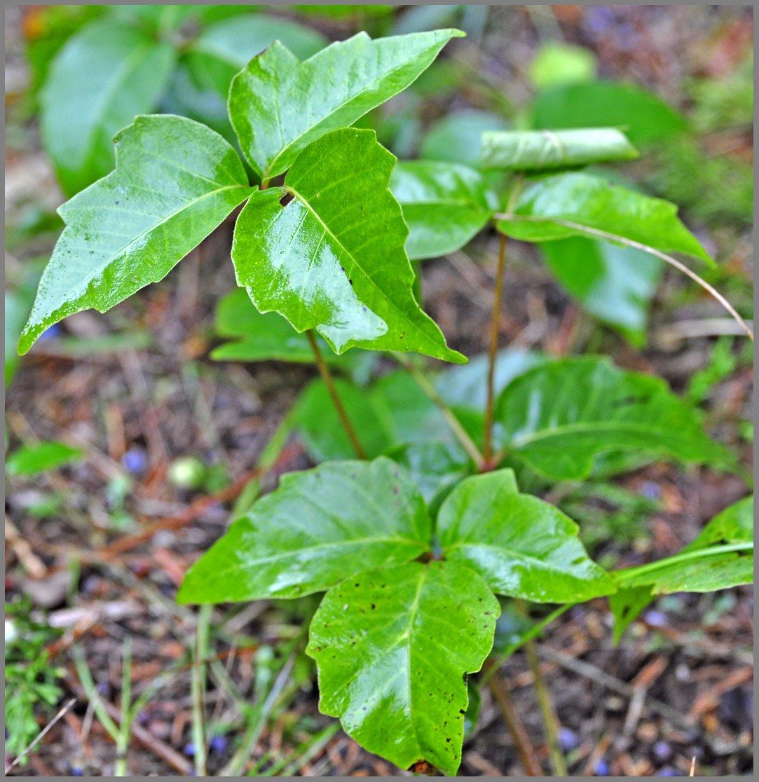 1083x1116 how to draw poison ivy plant - Ivy Plant Drawing