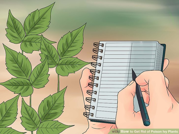 728x546 how to get rid of poison ivy plants - Ivy Plant Drawing