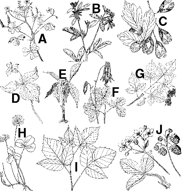 608x628 illinois natural history survey intro - Ivy Plant Drawing