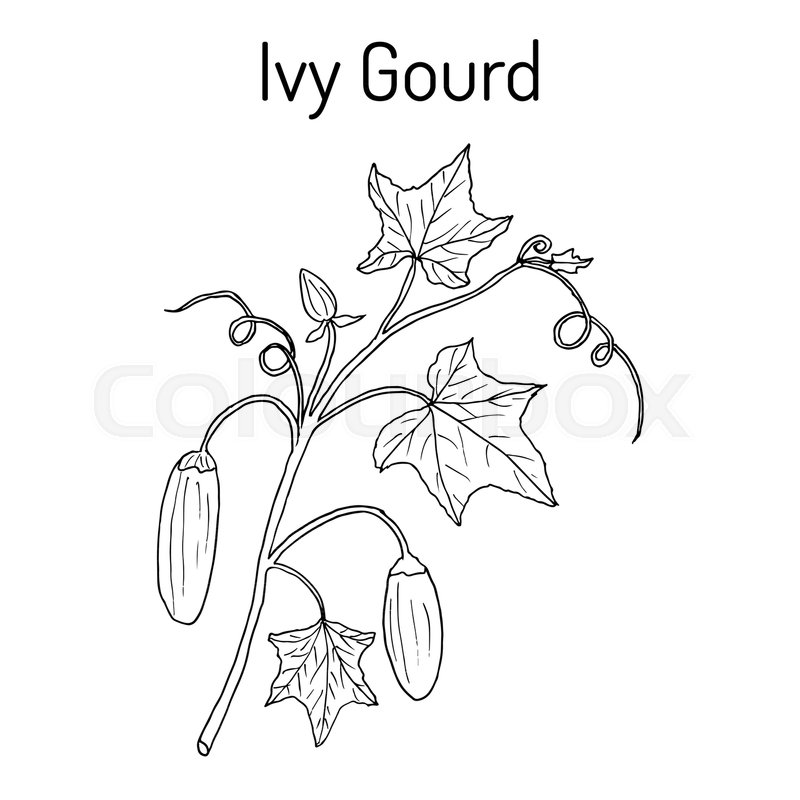 800x800 ivy gourd coccinia grandis or kow stock vector colourbox - Ivy Plant Drawing