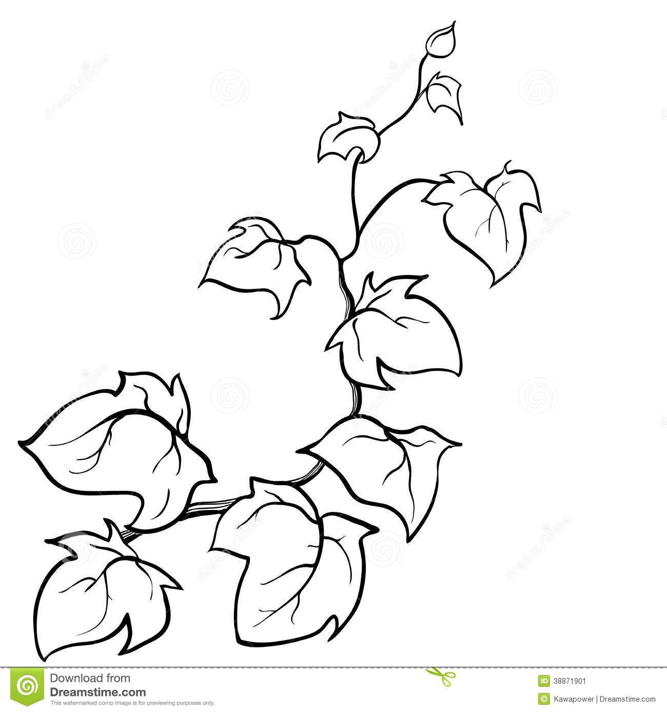 Ivy Plant Drawing At PaintingValley Explore Collection Of Ivy 