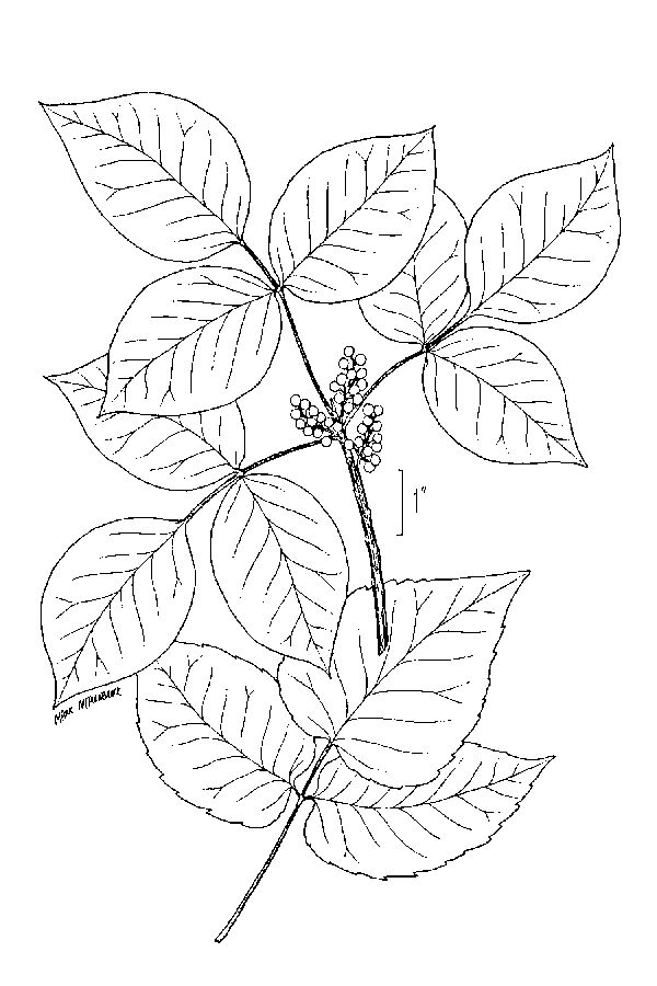 600x900 Large Image For Toxicodendron Radicans - Ivy Plant Drawing