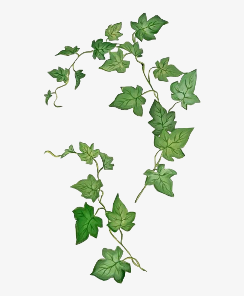 820x993 Leaves Png Green Kpopedit Edits Edit Overlay - Ivy Plant Drawing