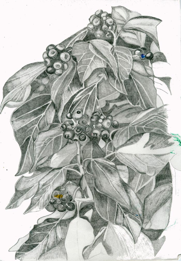 700x1007 Plant Drawings Ronnie Creswell - Ivy Plant Drawing