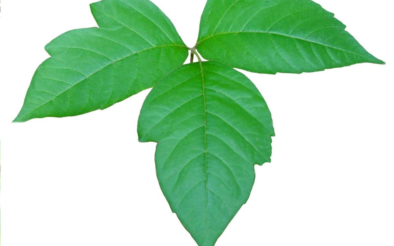 1368x855 poison ivy plant drawing - Ivy Plant Drawing