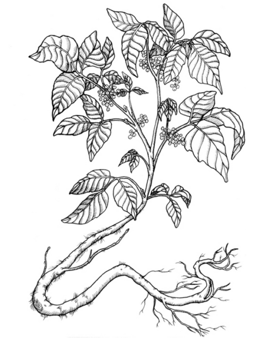 500x666 poison ivy plant drawing - Ivy Plant Drawing