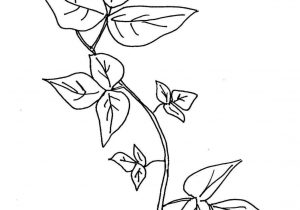 Ivy Plant Drawing at PaintingValley.com | Explore collection of Ivy ...