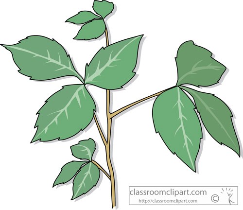 500x432 poison plant ivy drawing - Ivy Plant Drawing