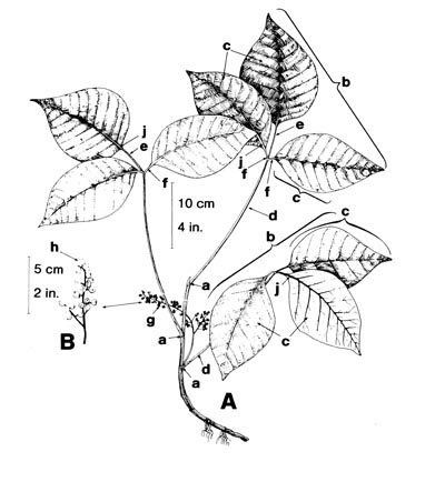 400x443 poison ivy - Ivy Plant Drawing