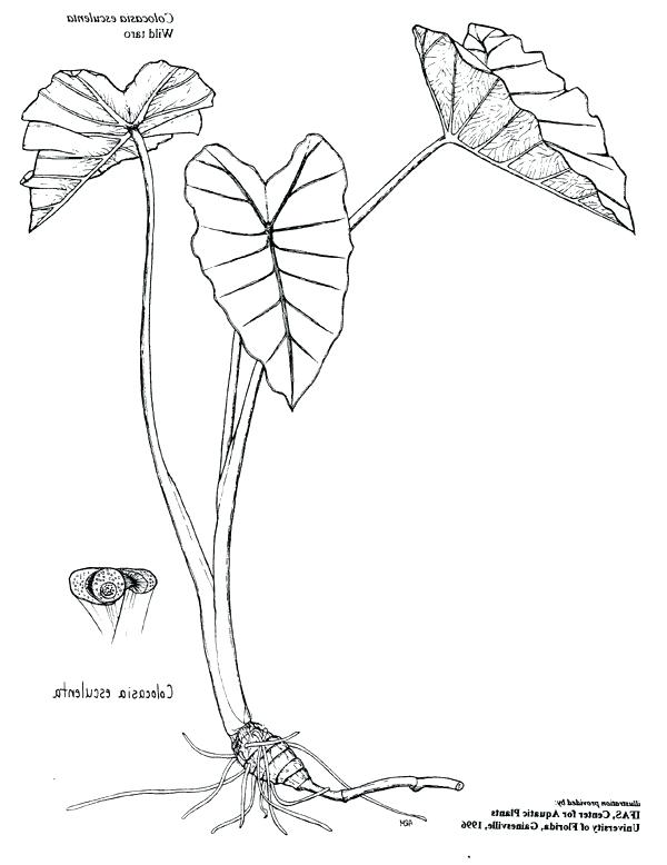 600x778 Rainforest Trees Drawings Rainforest Plant Drawings Mindbodysoul - Ivy Plant Drawing