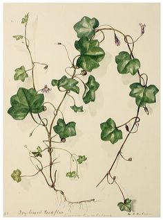 236x317 Drawings Of Flowers Leaves And Vines To Draw Vines, Step - Ivy Plant Drawing