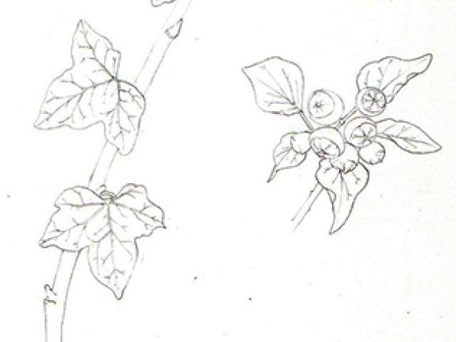 640x480 drawn ivy ivy plant - Ivy Plant Drawing