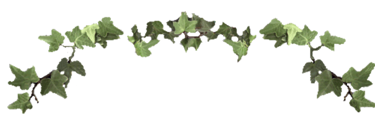 743x237 Ivy Vine Clipart Great Free Clipart, Silhouette, Coloring Pages - Ivy Vine Drawing