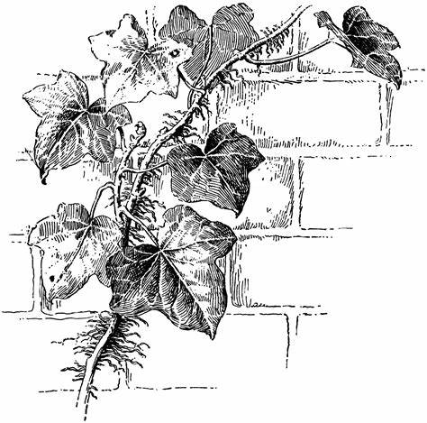474x469 Ivy Vine Drawing Gtgt - Ivy Vine Drawing