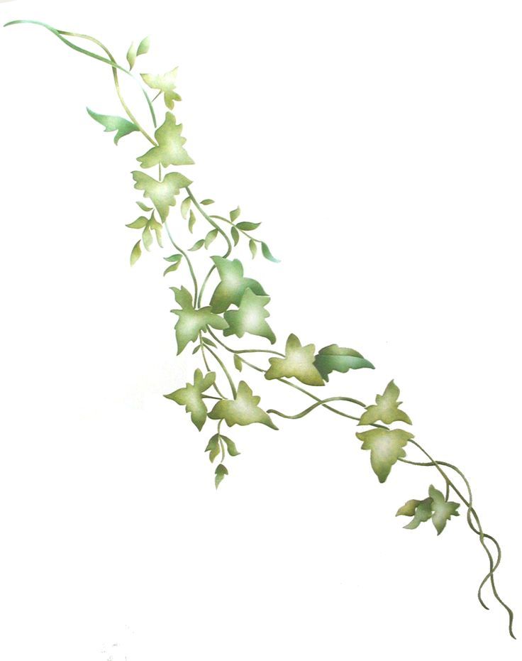 736x931 ivy vine stencil julia tattoos flower vine tattoos, ivy - Ivy Vine Drawing