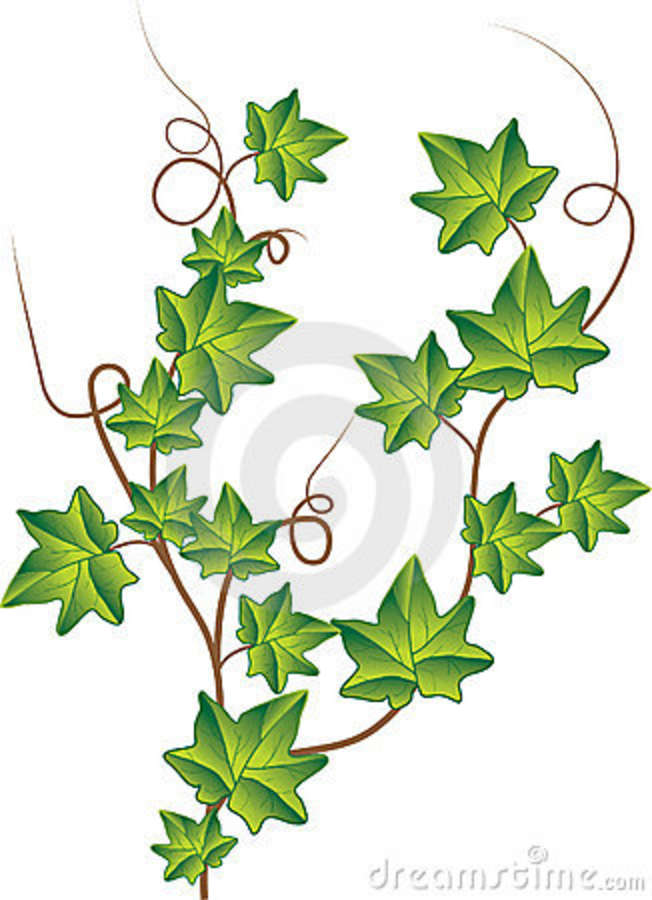 Ivy Vine Drawing at Explore collection of Ivy Vine