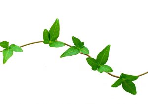 300x210 poison ivy vine drawing ivy leaf drawing at getdrawings free - Ivy Vine Drawing