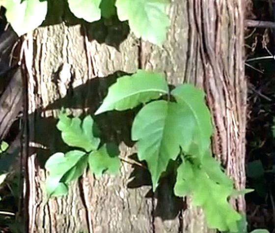 560x474 Round Up Trees Poison Ivy Vine On Tree Trees Pictures For Drawing - Ivy Vine Drawing