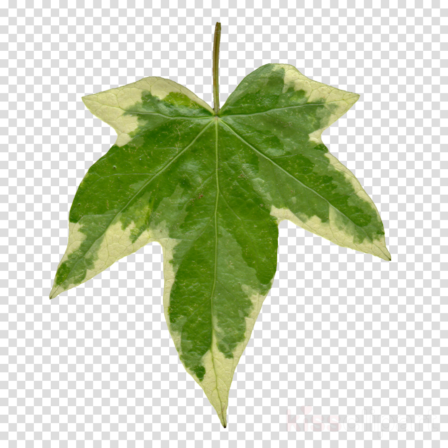 900x900 Vine, Leaf, Drawing, Transparent Png Image Clipart Free Download - Ivy Vine Drawing