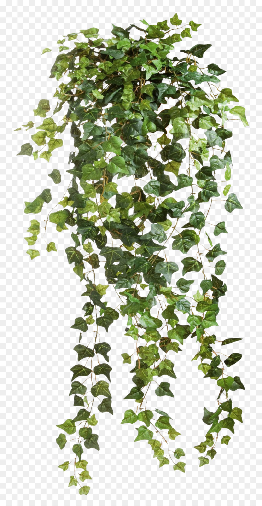 900x1740 Vine, Plants, Drawing, Transparent Png Image Clipart Free Download - Ivy Vine Drawing