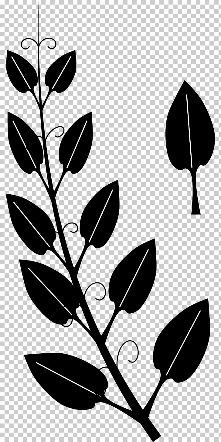 728x1456 vine tendril drawing ivy vine png clipart free cliparts uihere - Ivy Vine Drawing