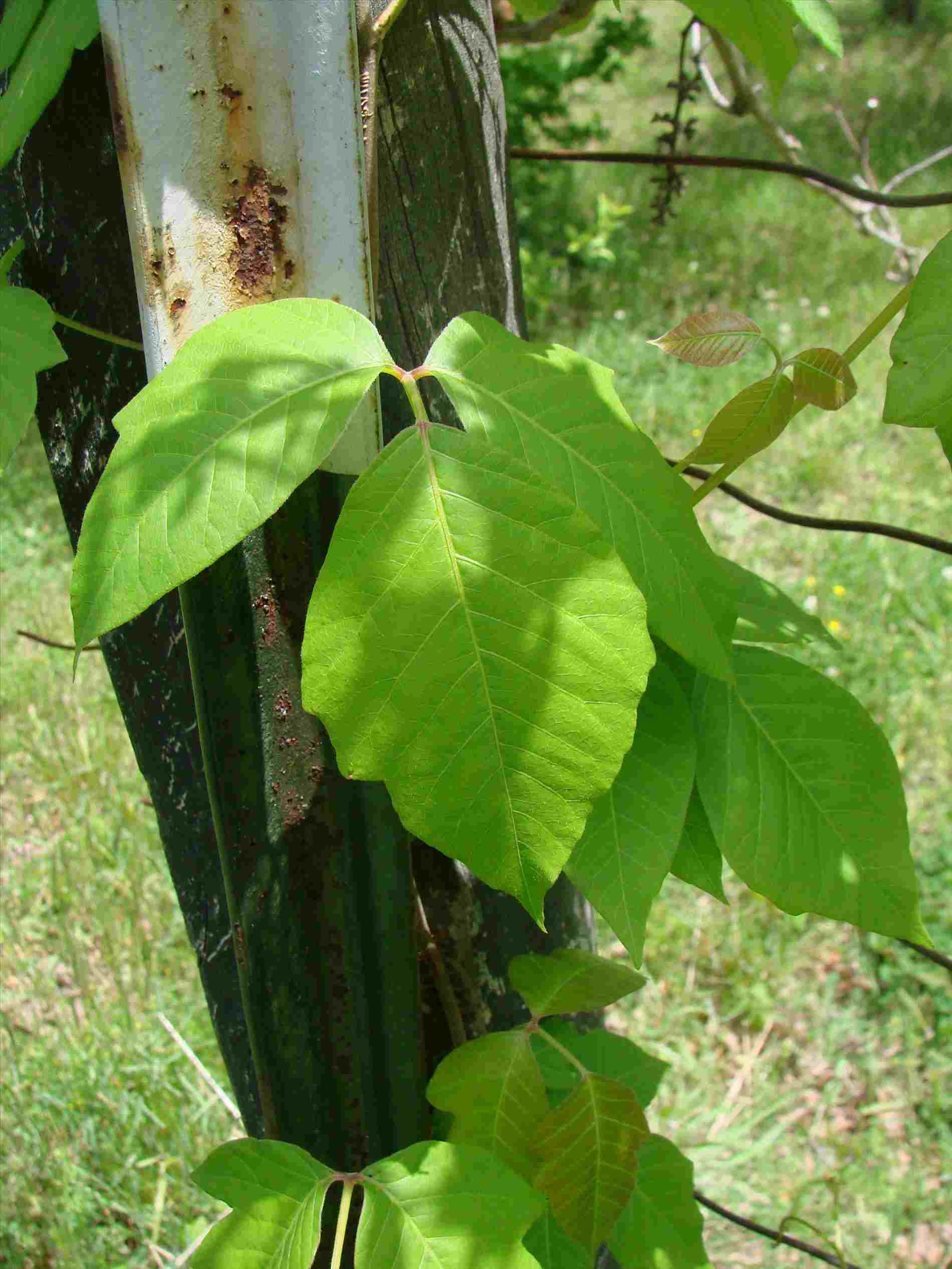 1900x2533 Of Drawing On Ubisaferhubisafeorg Collection Poison Ivy Vine - Ivy Vine Drawing