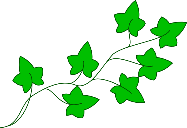 600x410 Collection Of Free Ivy Drawing Hand Drawn Download On Ui Ex - Ivy Vine Drawing