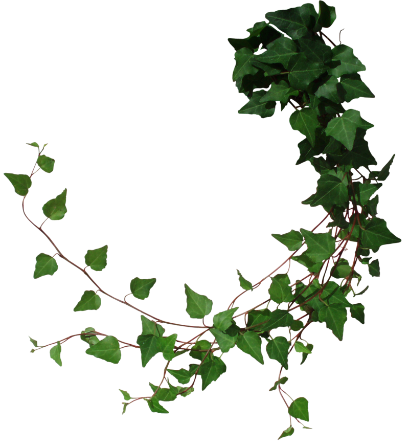 800x874 Drawing Vine Transparent Png Clipart Free Download - Ivy Vine Drawing
