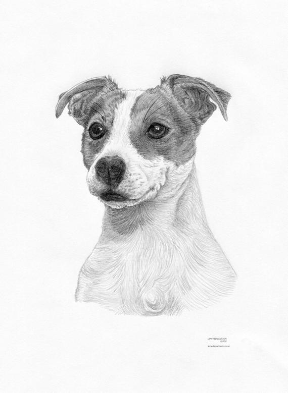 Jack Russell Drawing at PaintingValley.com | Explore collection of Jack ...