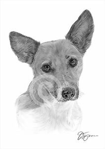 212x300 jack russell terrier pencil drawing art print only signed - Jack Russell Drawing