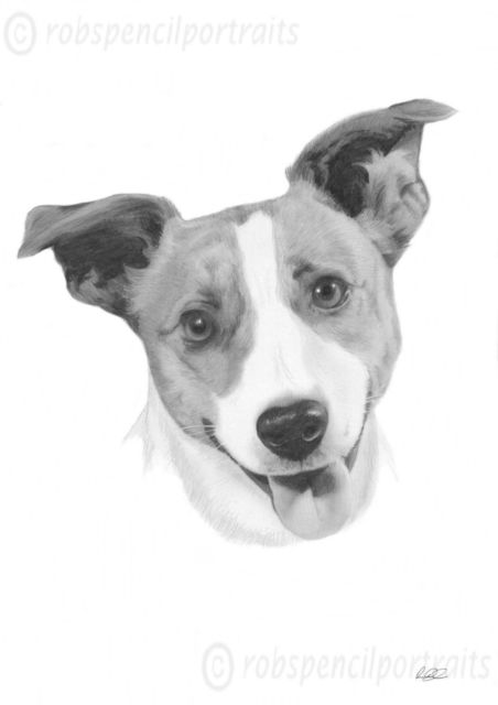 452x640 jack russell terrier drawing art print authentic gift present - Jack Russell Drawing