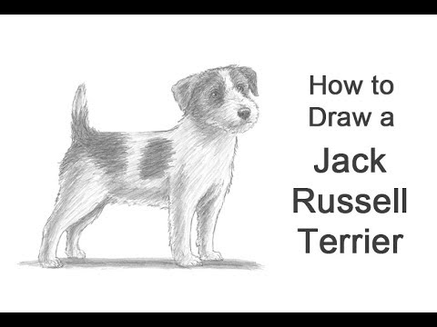 480x360 How To Draw A Dog - Jack Russell Drawing