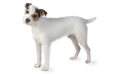 460x290 Jack Russell Terrier Dog Breed Information, Pictures - Jack Russell Terrier Drawing