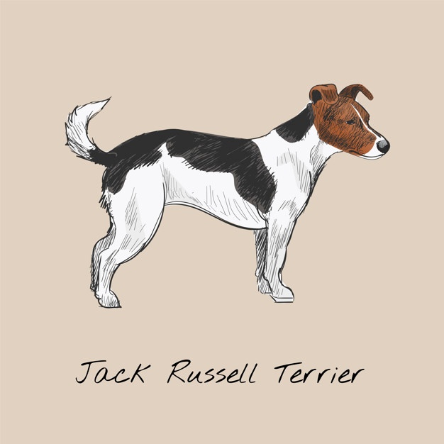 626x626 Jack Russell Terrier Vectors, Photos And Free Download - Jack Russell Terrier Drawing