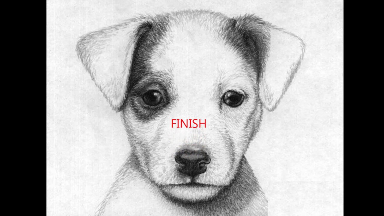 1280x720 Jack Russell Terrier Drawing - Jack Russell Terrier Drawing