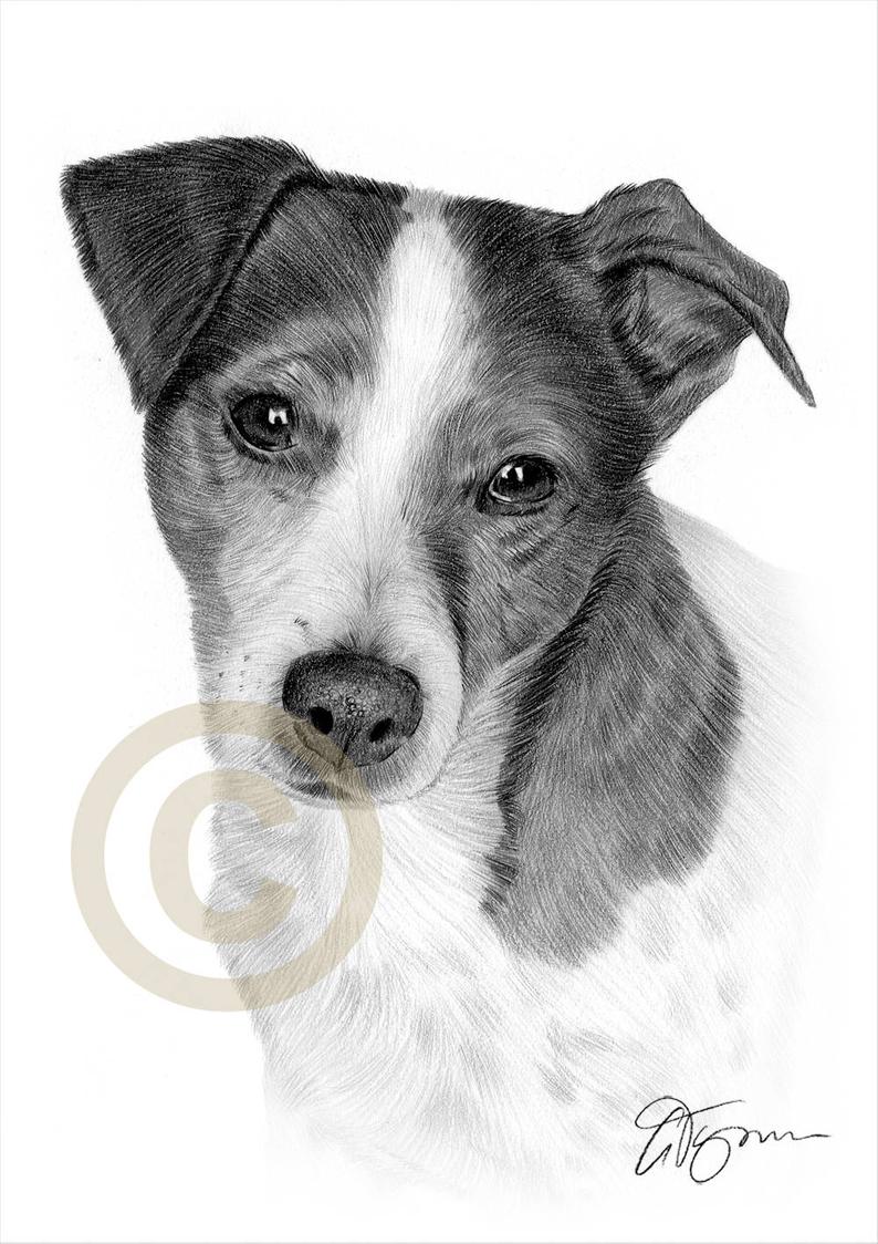 Jack Russell Terrier Drawing at PaintingValley.com | Explore collection ...