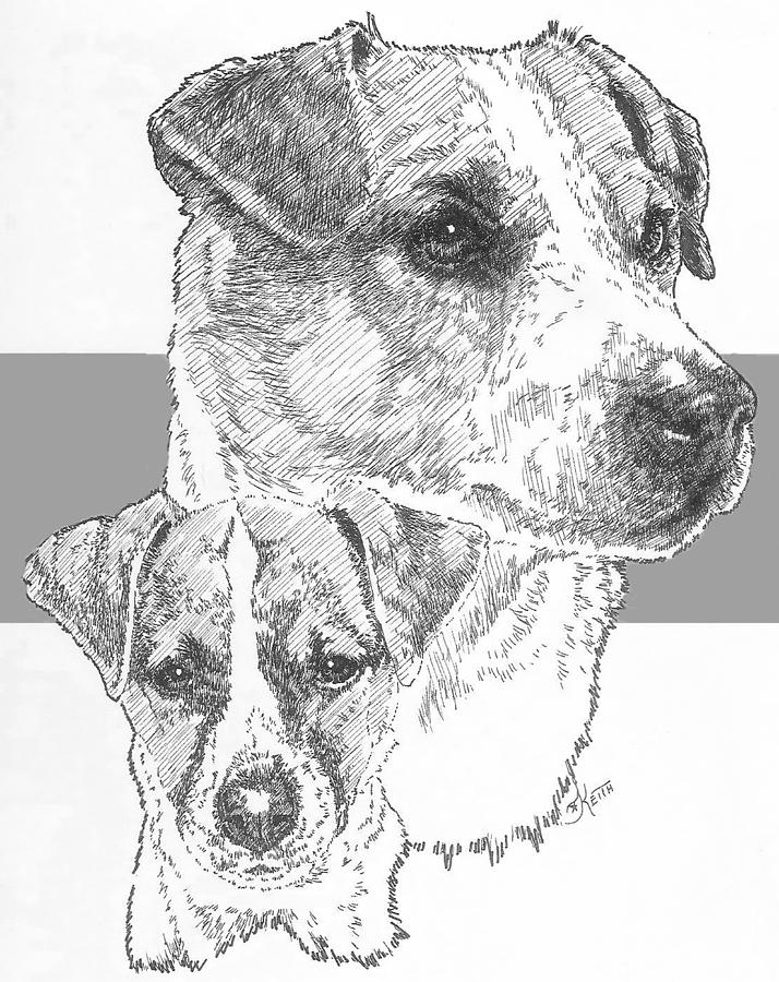 714x900 Smooth Coat Jack Russell Terrier And Pup Drawing - Jack Russell Terrier Drawing