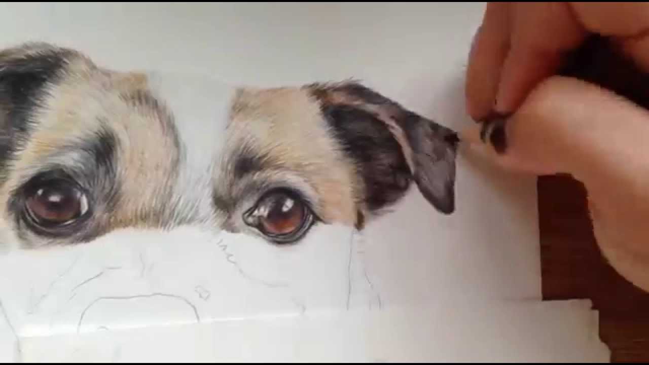 1280x720 Speed Drawing Of Katy - Jack Russell Terrier Drawing